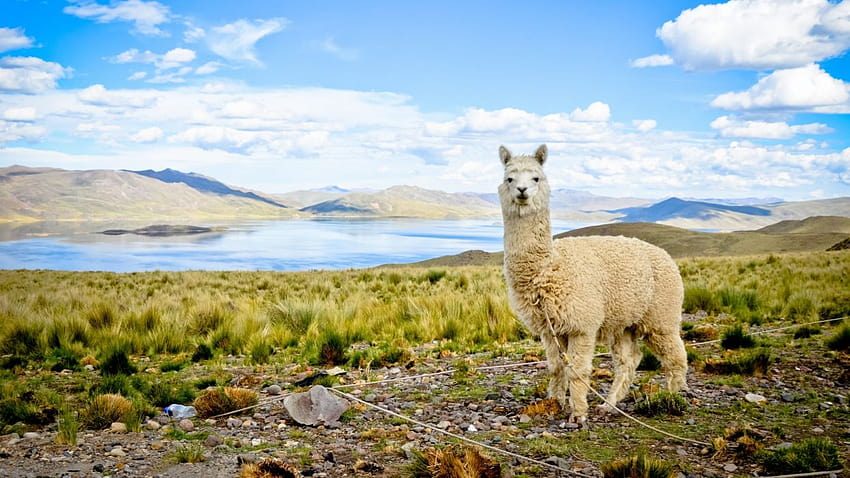 Alpaca mamifero animal andes HD wallpaper | Pxfuel