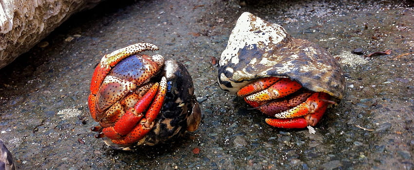 Hermit Crab, coconut crab HD wallpaper