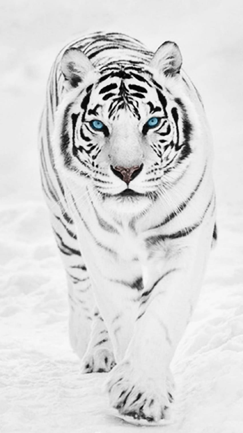 Tigre preto e branco, retrato do tigre Papel de parede de celular HD