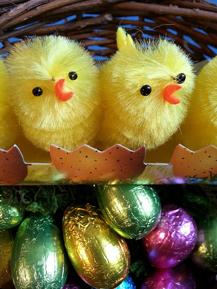 : イースター、ひよこ、卵、黄色、カラフル、幸せ、楽しい、イースターのひよこと卵 HD電話の壁紙