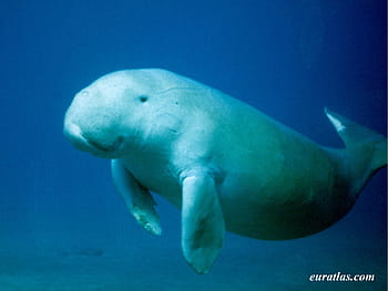 Dugong HD wallpaper | Pxfuel