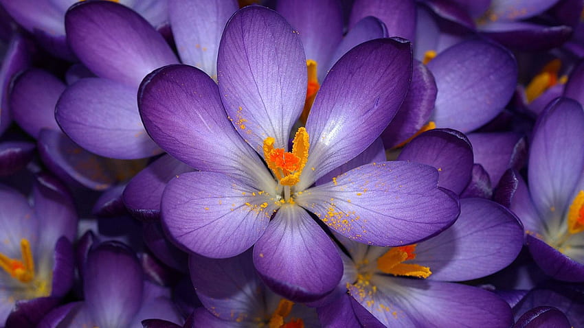 Purple Flower, easter purple HD wallpaper | Pxfuel