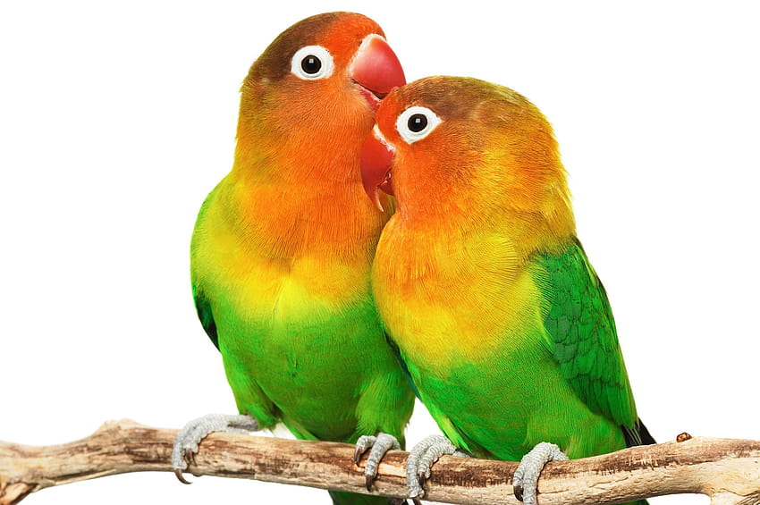 Lovebird, pássaros do amor papel de parede HD