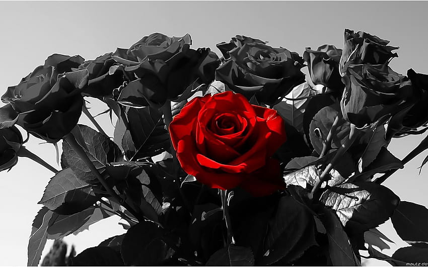 Minimalist Rose Aesthetic Black and White, red and black aesthetic roses HD wallpaper