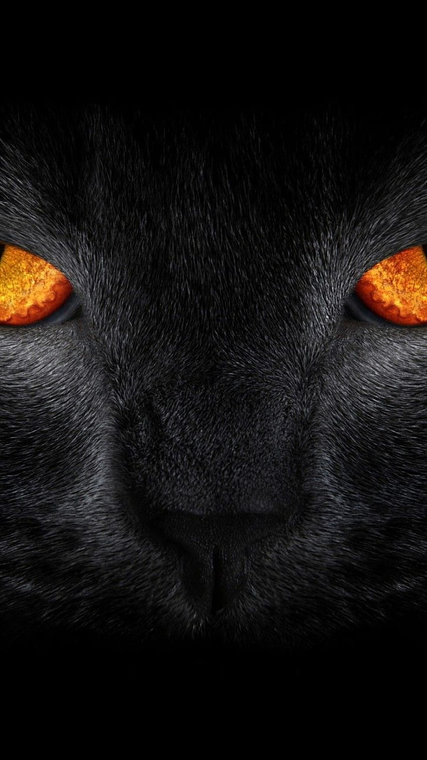 Black Cat, Scary, Yellow eyes, Dark background, Animals, orangey cat brown eyes HD phone wallpaper