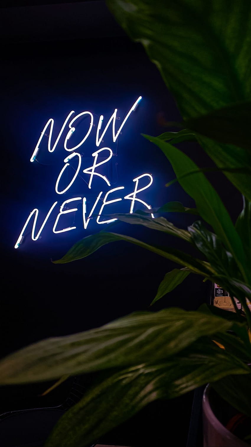 halsey now or never HD phone wallpaper