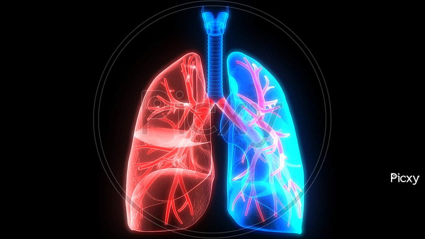 人間の呼吸器系の肺の解剖学 高画質の壁紙