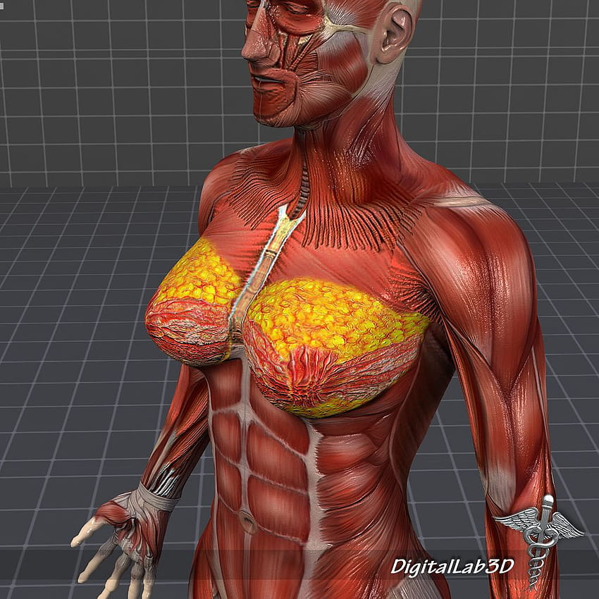 3D модел на човешка женска мускулна система HD тапет за телефон
