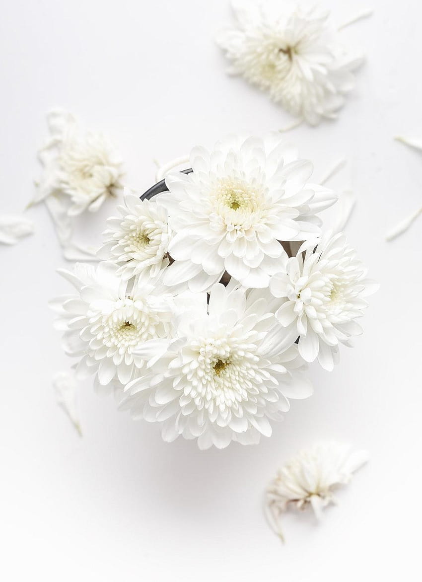 Flower, floral arrangement, blossom and bloom, white flowers HD phone wallpaper