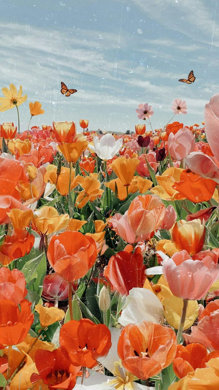 orange spring flowers HD phone wallpaper