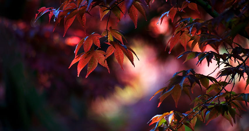 liście klonu ultra » Wysokiej jakości ściany, liście klonu czerwone anime piękne Tapeta HD