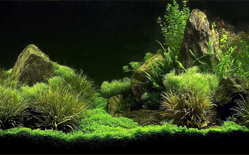 algae, aquarium, green algae ...besthq HD wallpaper
