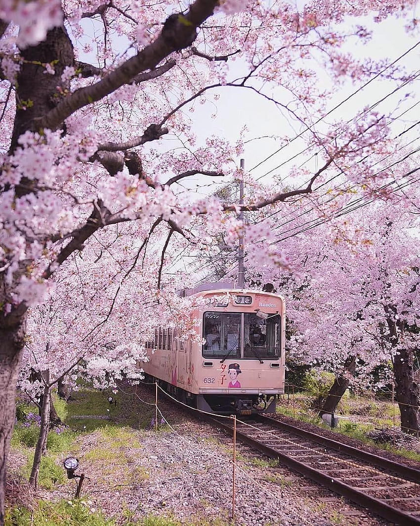 Przypnij miejsca na wakacje, wiosna w Kioto Tapeta na telefon HD