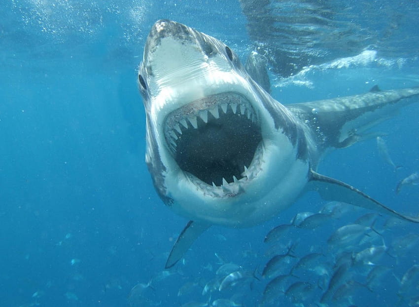 bouche de requin blanc bouche de requin blanc requin blanc [1600x1170] pour votre , mobile et tablette Fond d'écran HD