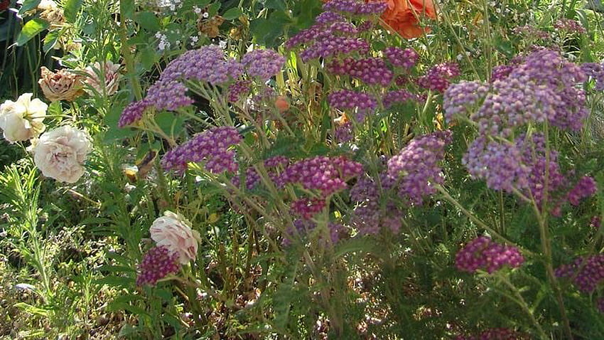 Flowers Of Cottage Garden 코티지코어, 다크 코티지코어 HD 월페이퍼