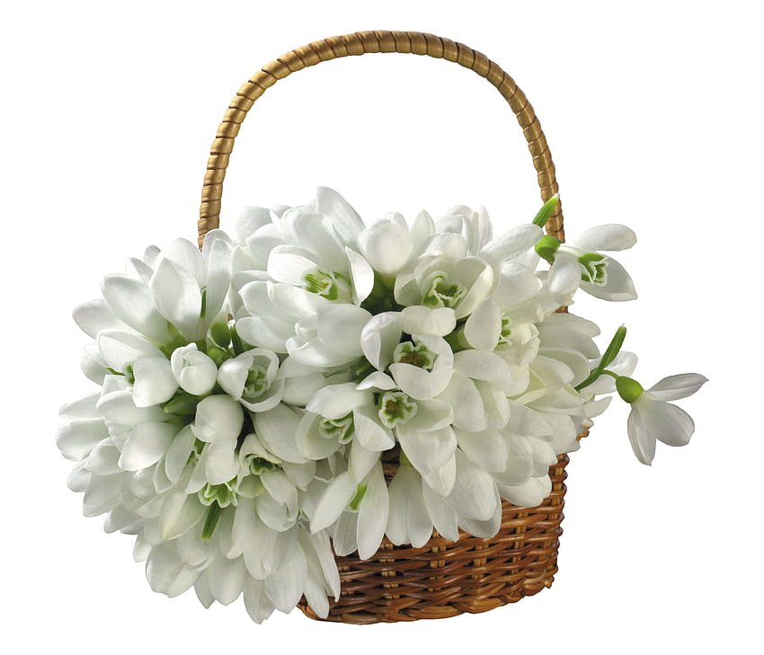 flower Snowdrops Wicker basket Many White backgrounds 3500x3000, girl and a basket of flower HD wallpaper