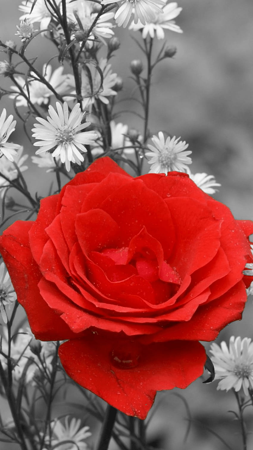 Бели червени рози iPhone, мобилни червени розови цветя HD тапет за телефон
