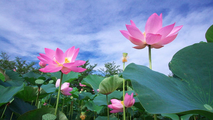 taewon lee on Lotus, lotus field HD wallpaper