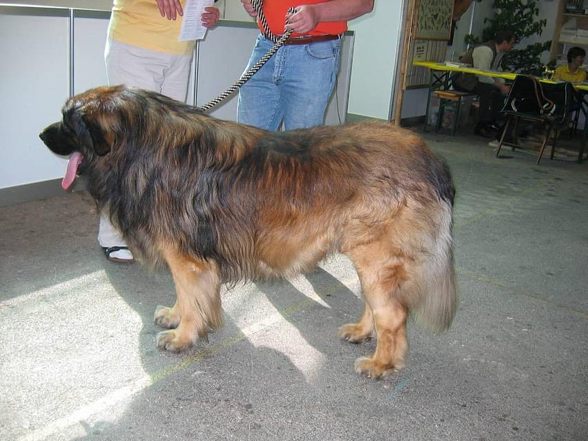 Leonberger for Android HD wallpaper