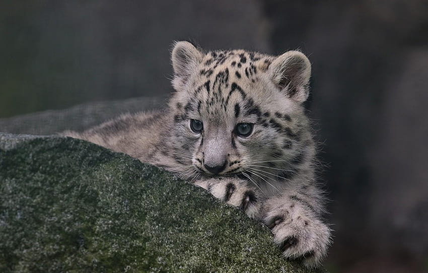 stone, IRBIS, snow leopard, cub, kitty, snow leopard, snow leopards cubs HD wallpaper