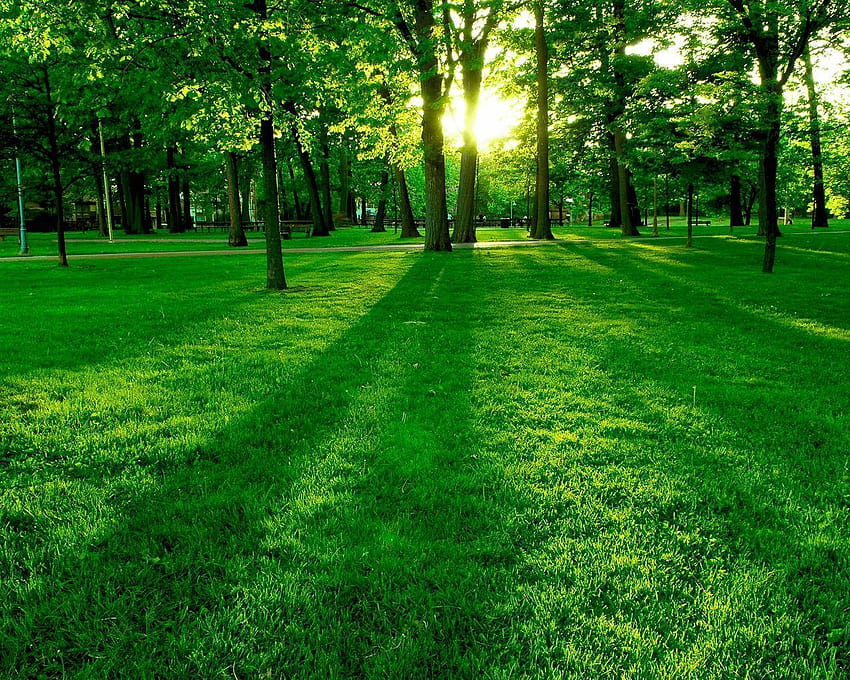 Grüne Parklandschaft Natur im jpg-Format für Parks HD-Hintergrundbild