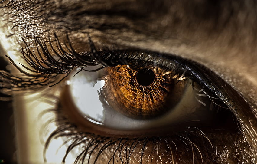 Eye, pupil, iris, eyelash , section макро HD wallpaper | Pxfuel