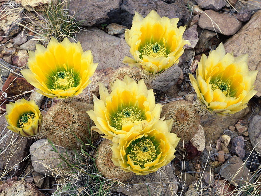 Natura: Kwitnące tęczowe kaktusy Park Narodowy Big Bend Teksas, park narodowy Tapeta HD