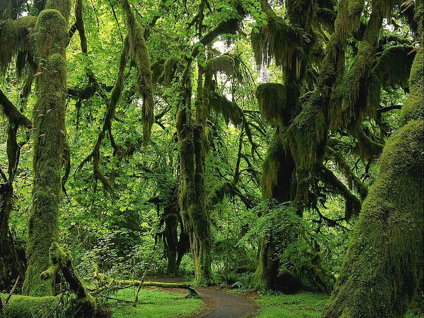 Sentiero forestale denso Natura Foreste Sfondi Bandit [1024x768] per il tuo, cellulare e tablet, sentiero nella foresta pluviale ultra Sfondo HD