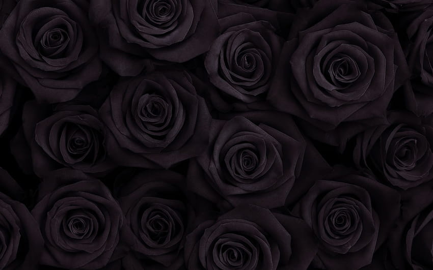 Black Rose, computer rosa Sfondo HD