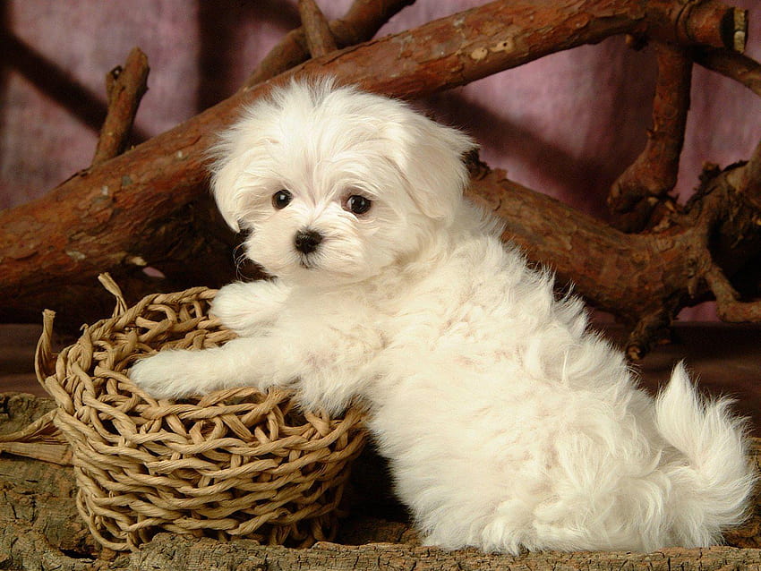 Jarman safed best sale dog white