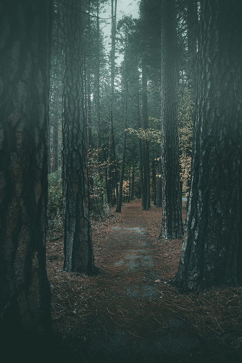: path, forest, wood, woodland, tree, track, fog, misty forest path HD phone wallpaper