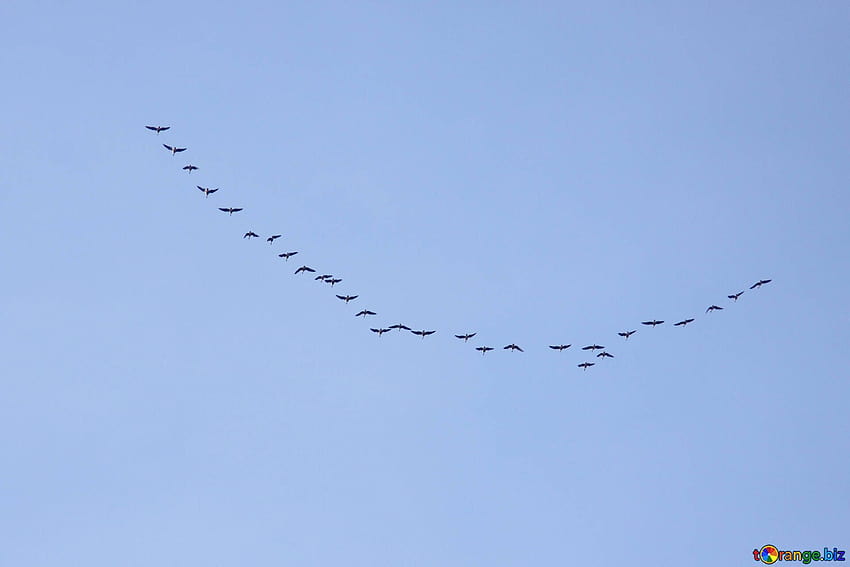Uccelli migratori il cuneo dell'uccello autunno № 1095 Sfondo HD