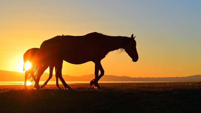 horse kyrgyzstan song kul sunset lake silhouette HD wallpaper
