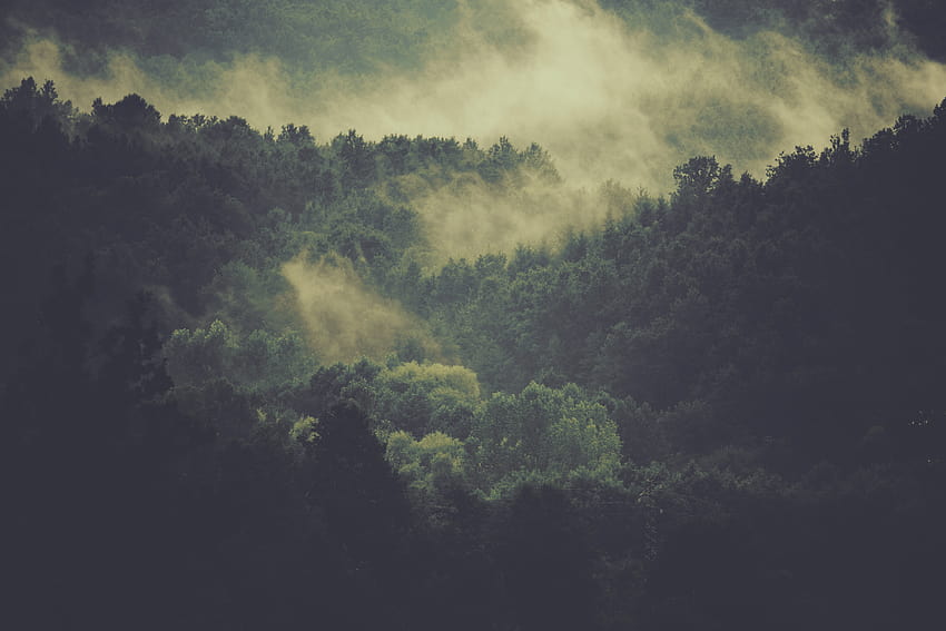 bosque brumoso, s, bosque de niebla lluviosa fondo de pantalla