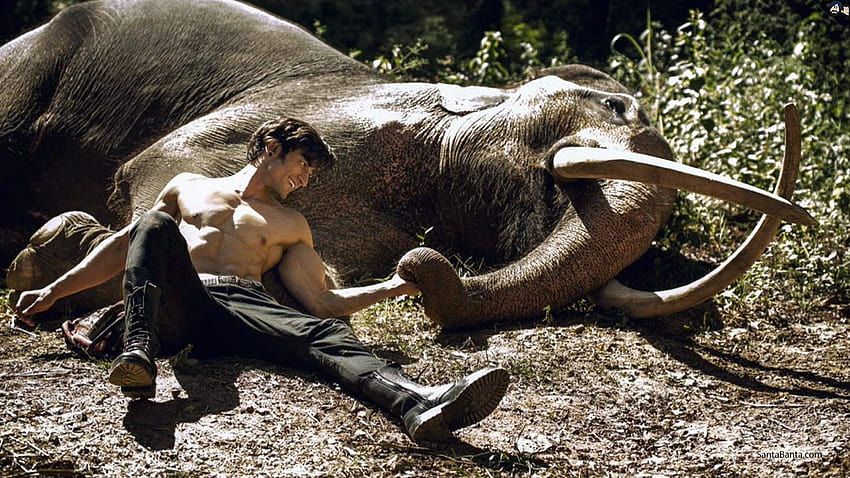 Junglee Box Office Day 1: Vidyut Jammwal and Chuck HD wallpaper | Pxfuel