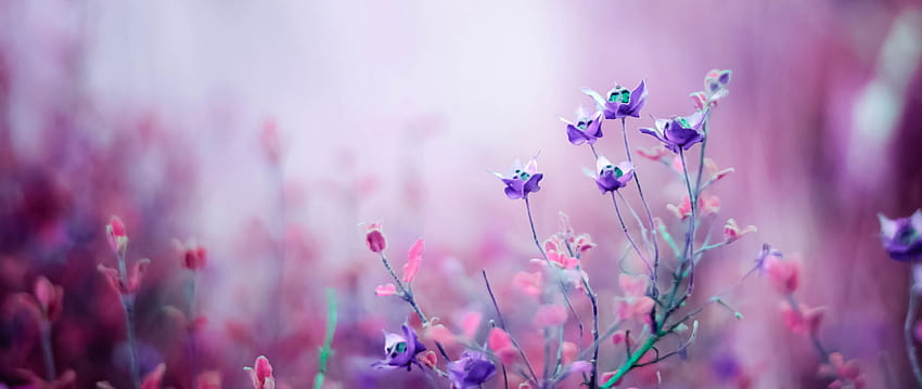 보라색 꽃, 울트라 와이드 스프링 HD 월페이퍼