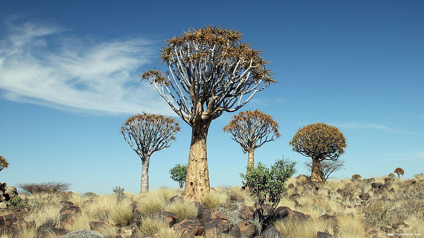 Quiver Tree Forest, quiver trees HD wallpaper