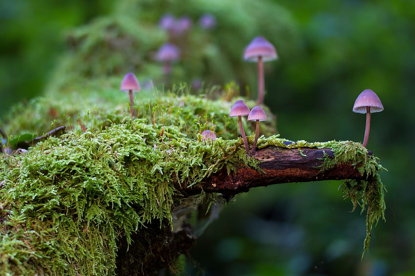 Tiny Mushrooms on a Log with Moss Ultra and, mushrooms in moss HD wallpaper