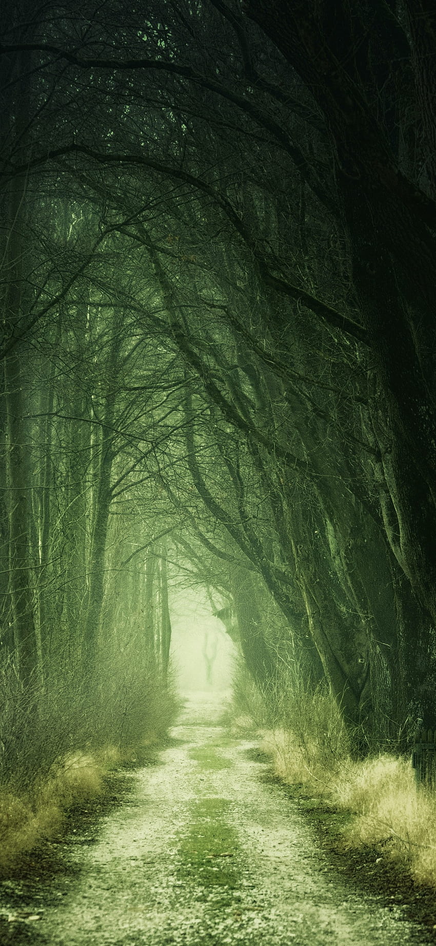 Forest , Path, Fall, Calm, Green, Nature, spring forest path HD phone wallpaper