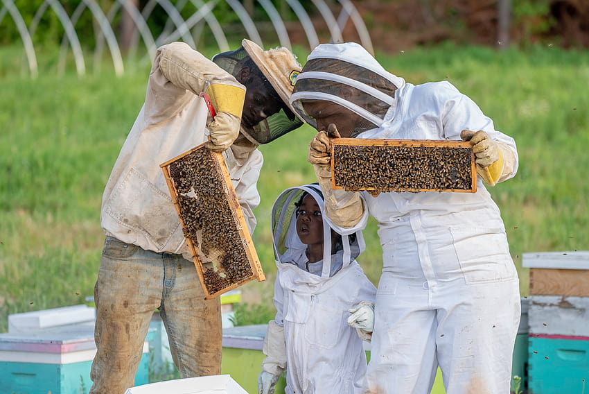 Die 10 besten Bienenzucht · HD-Hintergrundbild