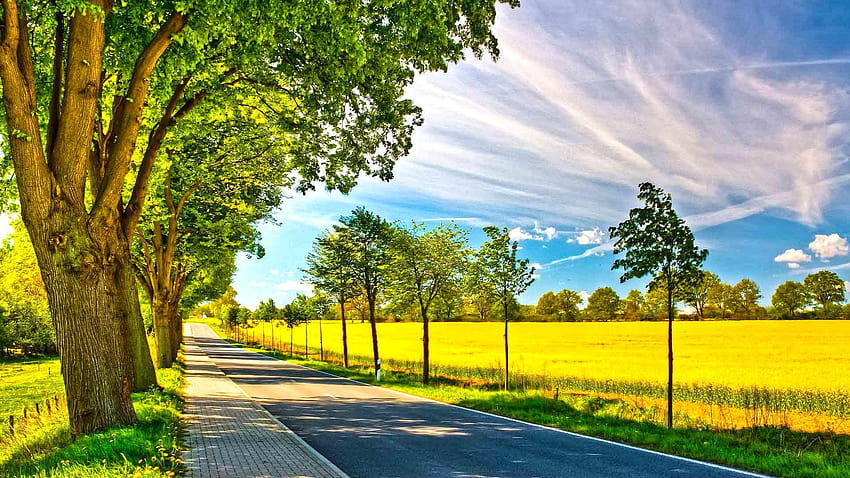 Buenos días, naturaleza, sol, verde, campo, camino, árboles y sol. fondo de pantalla