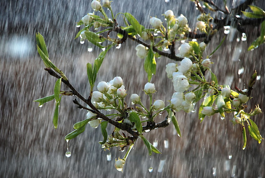 early spring rain HD wallpaper