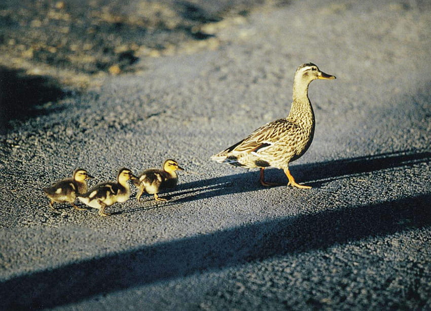Mother and Baby Ducks, baby ducklings HD wallpaper