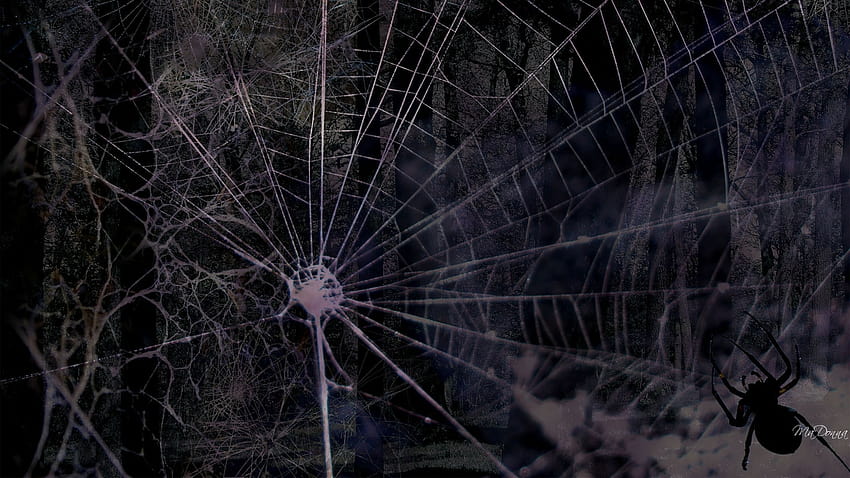 Spinnennetz-Hintergrundgruppe, Spinnennetz HD-Hintergrundbild