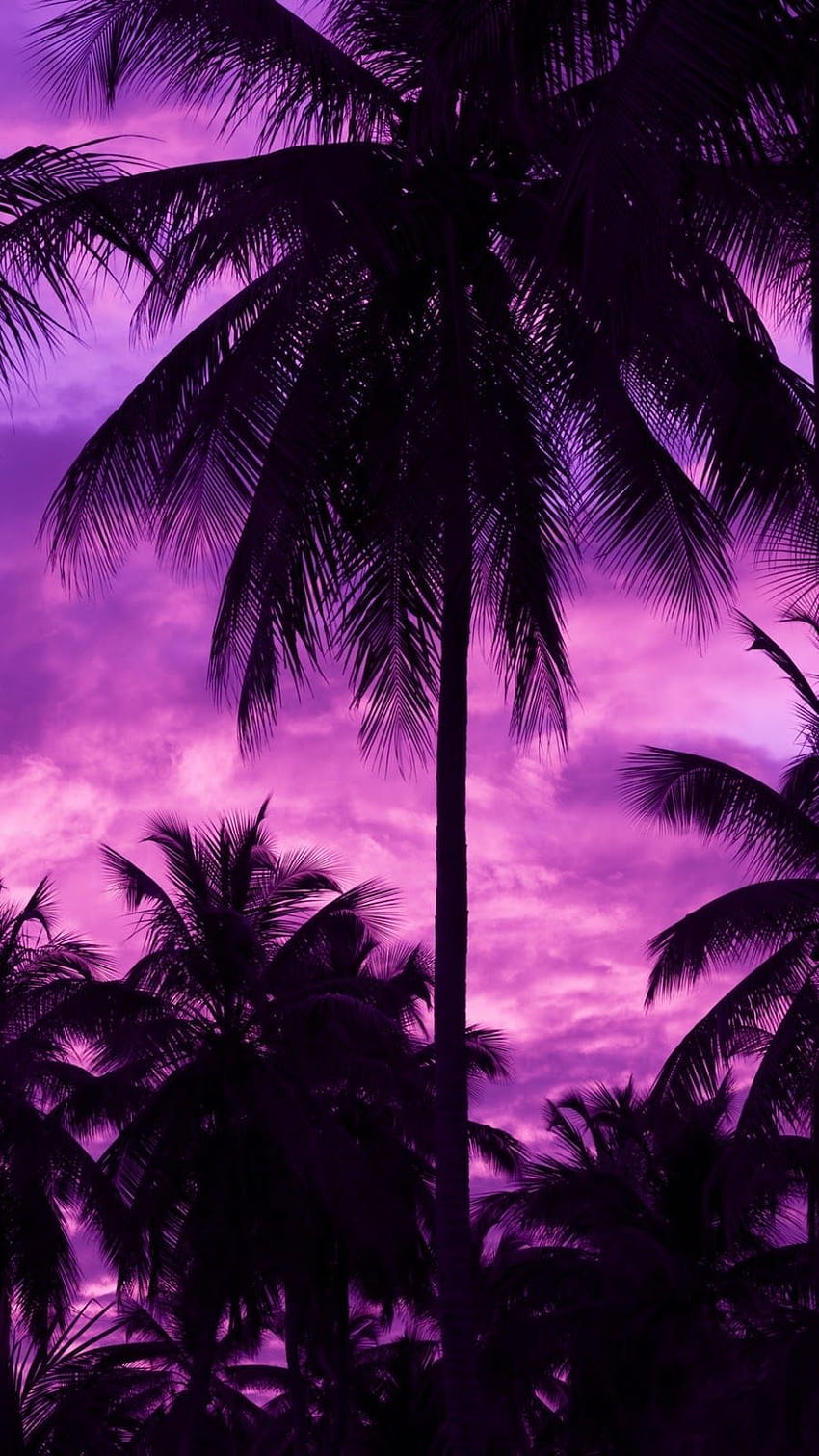 Fioletowe palmy, fioletowe palmy Tapeta na telefon HD