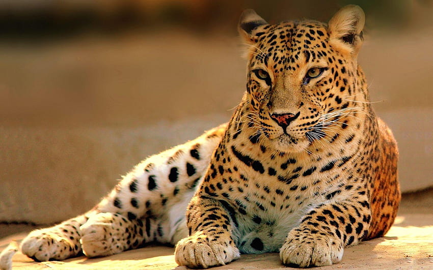 Leopard-Wildtiere, wildes Leben HD-Hintergrundbild