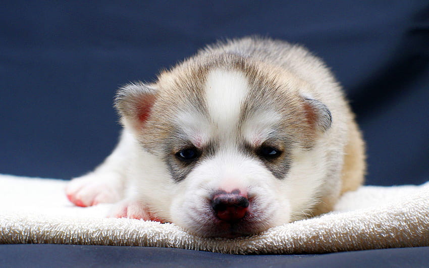 cachorros de husky siberiano, cachorro husky fondo de pantalla