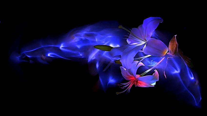 Flower: Blue Romances Caring Beauty Tulips Love Flower Abstract, happiness HD wallpaper