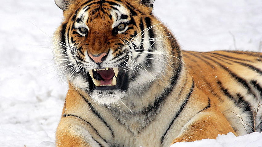 1920x1080 tigre, tigre de amur, agressão, dentes, tigre siberiano papel de parede HD