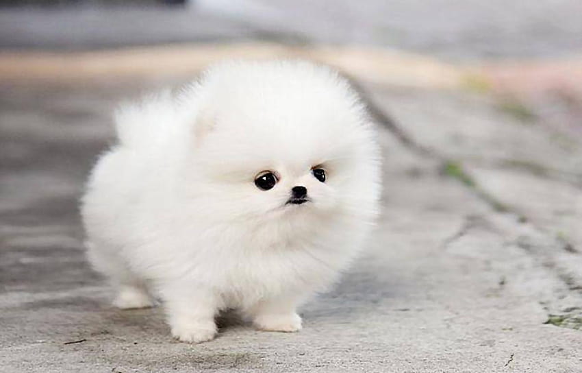 White Teacup Pomeranian, fluffy puppy HD wallpaper